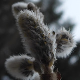 Flora Plant Beauty Publicdomain (174)