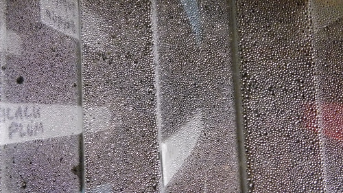 Flora Plant Beauty Publicdomain (176).jpg