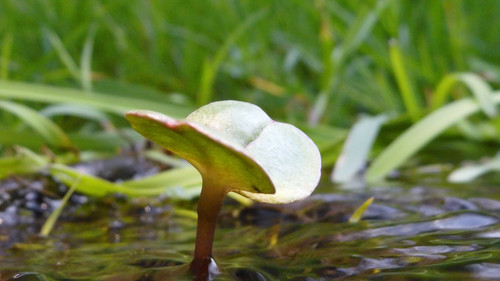 Flora Plant Beauty Publicdomain (184).jpg