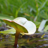 Flora Plant Beauty Publicdomain (184)