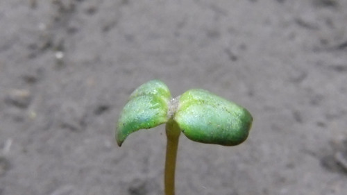 Flora Plant Beauty Publicdomain (185).jpg