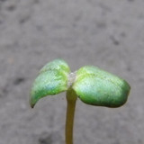 Flora Plant Beauty Publicdomain (185)