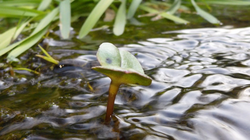 Flora Plant Beauty Publicdomain (182).jpg