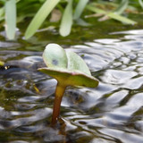 Flora Plant Beauty Publicdomain (182)