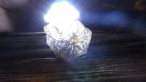 Flora Plant Beauty Publicdomain (170).jpg