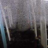 Flora Plant Beauty Publicdomain (178)