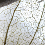 Flora Plant Beauty Publicdomain (168)