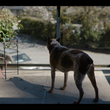 Earth.Abides.S01E01.Alone.2160p.WEB DL.EN.DD+5.1.H265 SuccessfulCrab.mkv snapshot 50.27 [2024.12.28 