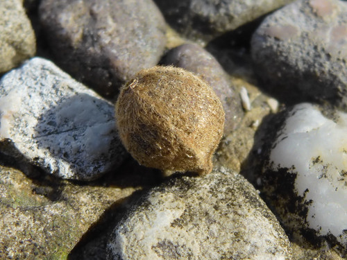 Object A Detail Thing Publicdomain (9).jpg