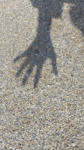 Shadow; Publicdomain; Cc0; Freeimage;.jpg