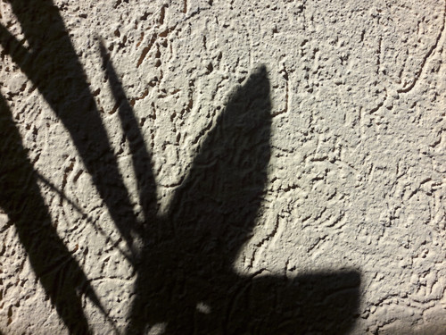 Shadow; Publicdomain; Cc0; Freeimage;.jpg