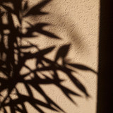 Shadow; Publicdomain; Cc0; Freeimage;