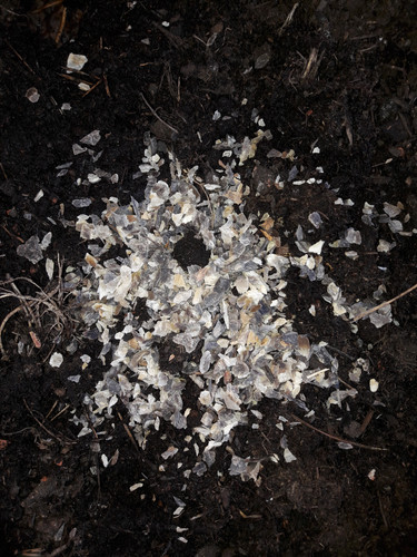 White Biological Stuff.jpg