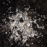 White Biological Stuff