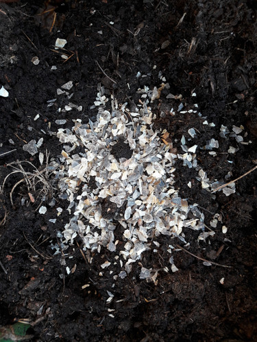 White Biological Stuff.jpg