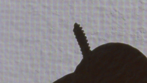 Shadow; Publicdomain; Cc0; Freeimage;.jpg