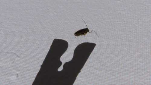 Shadow; Publicdomain; Cc0; Freeimage;.jpg