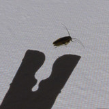 Shadow; Publicdomain; Cc0; Freeimage;