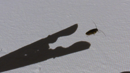 Shadow; Publicdomain; Cc0; Freeimage;.jpg