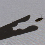 Shadow; Publicdomain; Cc0; Freeimage;