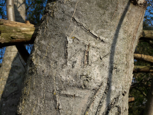 Belt On A Tree.jpg
