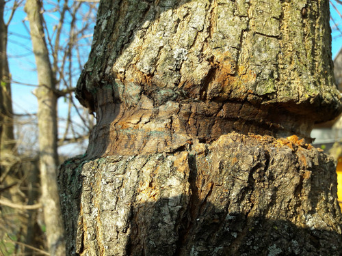 Old Tree Scar.jpg