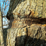 Old Tree Scar