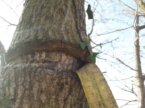 Belt On A Tree.jpg