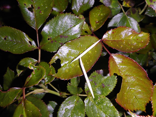 Motive; Publicdomain; Cc0; Freeimage;.jpg