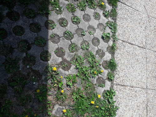 Shades Of Shadow.jpg