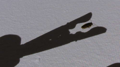 Shadow; Publicdomain; Cc0; Freeimage;.jpg