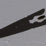 Shadow; Publicdomain; Cc0; Freeimage;