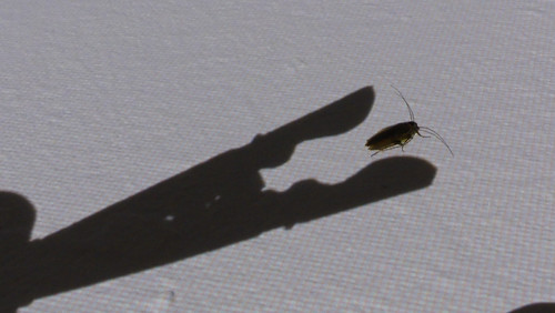 Shadow; Publicdomain; Cc0; Freeimage;.jpg