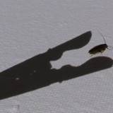 Shadow; Publicdomain; Cc0; Freeimage;