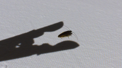 Shadow; Publicdomain; Cc0; Freeimage;.jpg