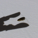 Shadow; Publicdomain; Cc0; Freeimage;