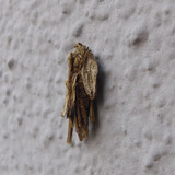 Motive; Publicdomain; Cc0; Freeimage;