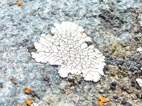 Object Detail Thing Publicdomain (78).jpg