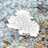 Object Detail Thing Publicdomain (78)