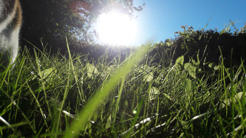 Environment Fields.jpg