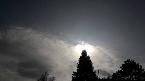 Black Horizon Tree.jpg