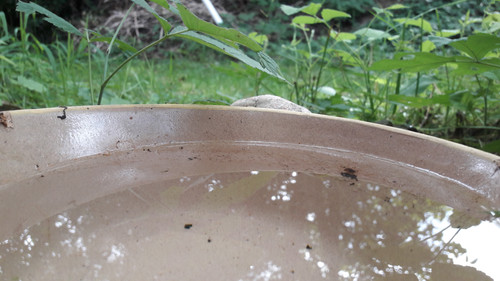 Reflections; Publicdomain; Cc0; Freeimage;.jpg