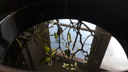 Reflections; Publicdomain; Cc0; Freeimage;.jpg