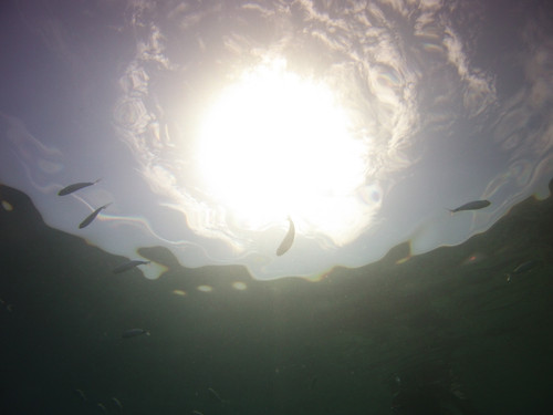 Sun In White Light.jpg