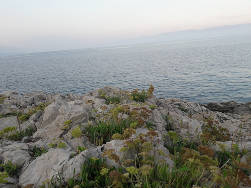 Shore; Publicdomain; Cc0; Freeimage;.jpg