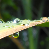 Waters Droplets Drops Wet Publicdomain (71)