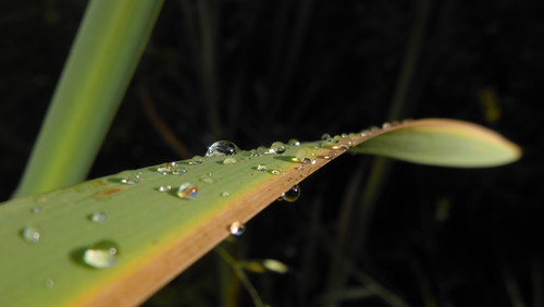 Waters Droplets Drops Wet Publicdomain (73).jpg