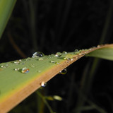 Waters Droplets Drops Wet Publicdomain (73)