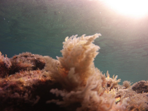 Sea; Publicdomain; Cc0; Freeimage;.jpg