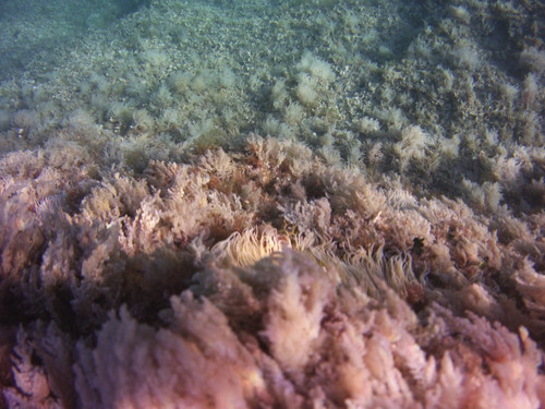 Sea; Publicdomain; Cc0; Freeimage;.jpg